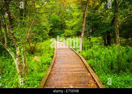 Boardwalk path along the Limberlost Trail in Shenandoah National Park, Virginia. Stock Photo