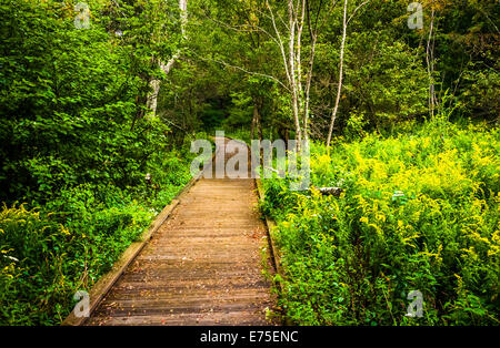 Boardwalk path along the Limberlost Trail in Shenandoah National Park, Virginia. Stock Photo