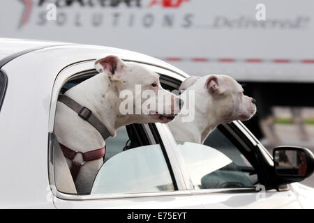 Two white pit bull dogs looking out of car windows. Stock Photo