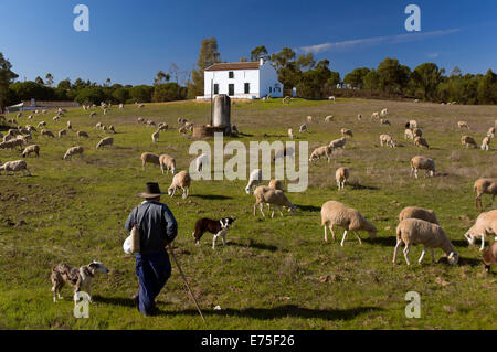 Sheep and shepherd, Beas, Huelva province, Region of Andalusia, Spain, Europe Stock Photo