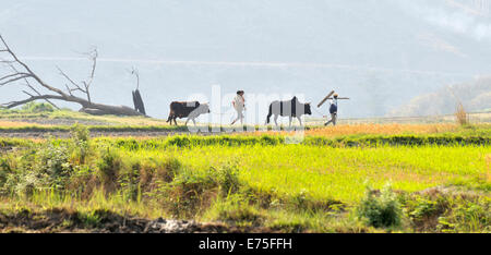 Daily life scene, Punakha, Bhutan Stock Photo