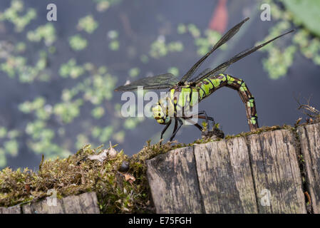 Dragonfly southern Hawker laying eggs Stock Photo