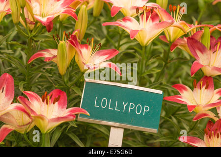Asiatic lilies, Lilium asiatic Lollypop, growing in the St Albert Botanic Garden, St Albert, Alberta Stock Photo