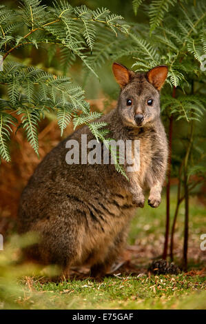 Wallaby, TAS Australia Stock Photo