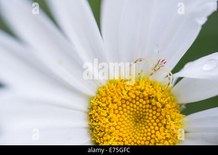 White-banded crab spider, Misumenoides formosipes, perched waiting for prey on a Shasta Daisy, Leucanthemum × superbum