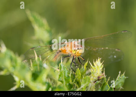 Saffron-winged meadowhawk, Sympetrum costiferum, on dew covered thistle leaves, Wagner Bog Alberta Stock Photo