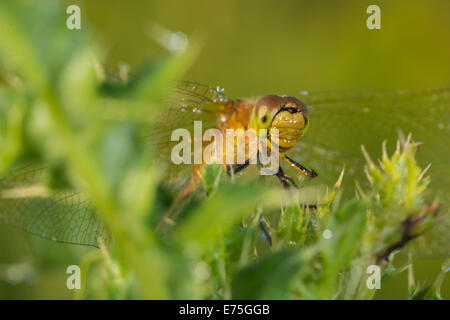 Closeup of saffron-winged meadowhawk, Sympetrum costiferum, on dew covered thistle leaves, Wagner Bog Alberta Stock Photo