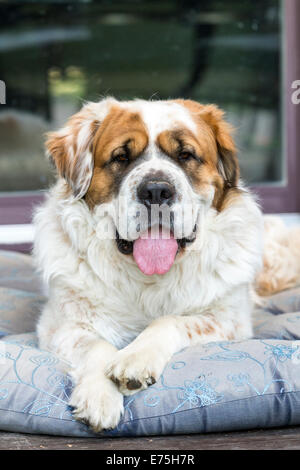 Rescue St Bernard Dog on Dog Bed Stock Photo