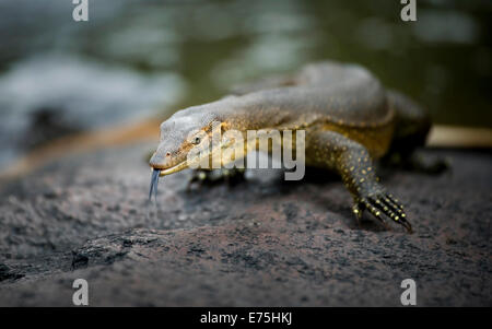 Monitor Lizard, Australia Stock Photo - Alamy