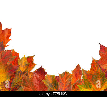 Autumn maple leafs isolated on white background Stock Photo