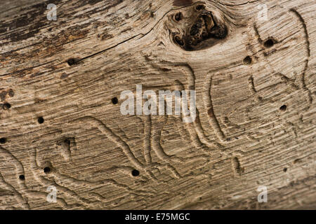 patterns in oak tree made by wood burring insect larvae, woodworm showing branching tunnels and passages once bark has fall away Stock Photo