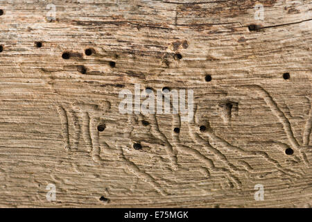 patterns in oak tree made by wood burring insect larvae, woodworm showing branching tunnels and passages once bark has fall away Stock Photo