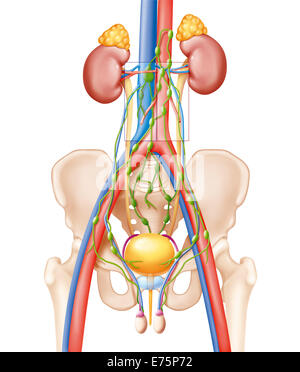 Lymphadenectomy Stock Photo