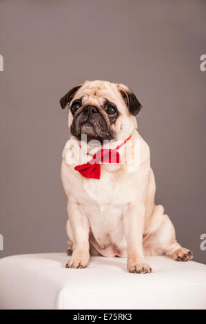 Beige Pug wearing a red bow tie Stock Photo