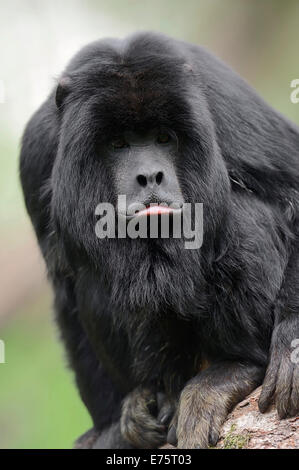 Black Howler Monkey (Alouatta caraya), male, native to South America, captive Stock Photo