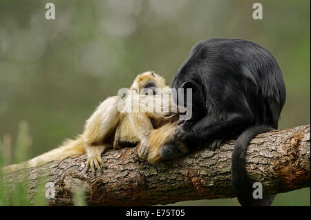 Black Howler Monkey (Alouatta caraya), pair with young, native to South America, captive Stock Photo