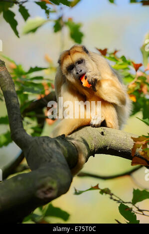 Black Howler Monkey (Alouatta caraya), female, native to South America, captive Stock Photo