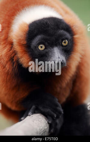 Red Ruffed Lemur (Varecia variegata rubra, Varecia variegata ruber), native to Madagascar, captive, Germany Stock Photo