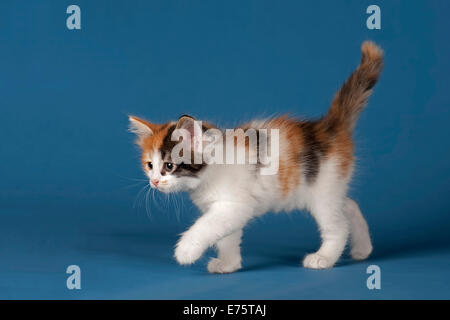 Siberian Forest Cat or Siberian Cat, kitten Stock Photo