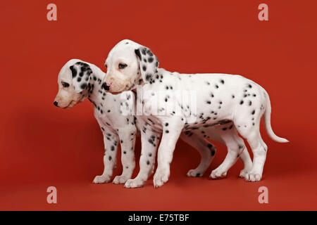 Two Dalmatian puppies, 6 weeks Stock Photo