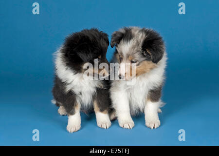 Shetland Sheepdog puppies, 6 weeks, tricolor and blue merle Stock Photo