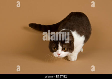 Cat, British Longhair, 4 years, colour chocolate point Stock Photo