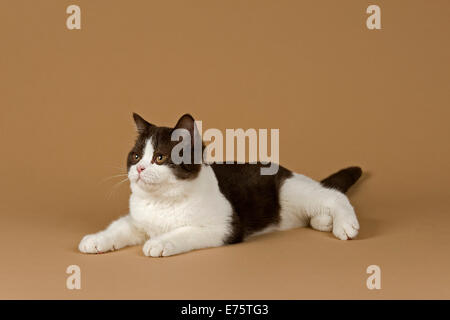 Cat, British Longhair, 4 years, colour chocolate point Stock Photo