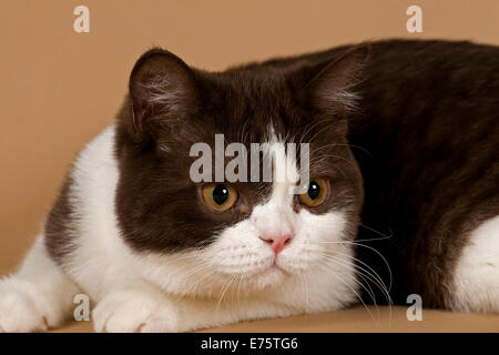 Cat, British Longhair, 4 years, colour chocolate point Stock Photo