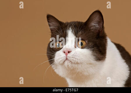 Cat, British Longhair, 4 years, colour chocolate point Stock Photo