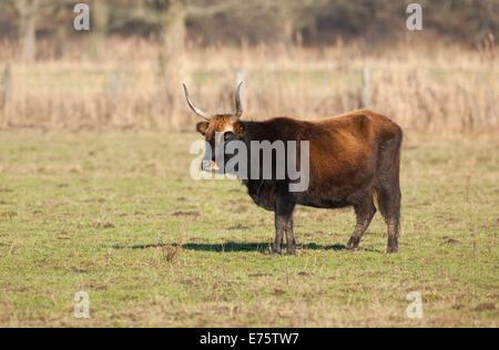 Heck cattle, breed back of extinct aurochs (Bos primigenius), herd, Volkswagen grazing project at NSG Ilkerbruch near Wolfsburg Stock Photo