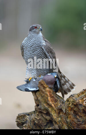 Northern Goshawk (Accipiter gentilis), adult female at a bait place, Wood Pigeon (Columba palumbus) Stock Photo