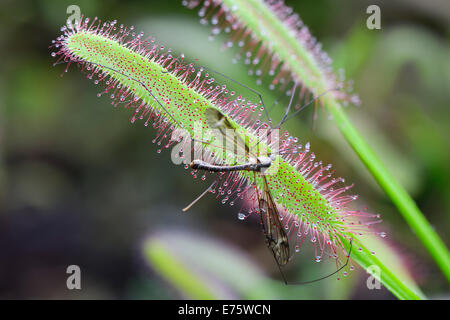 Cape Sundew (Drosera capensis) with a trapped fly, native to South Africa Stock Photo