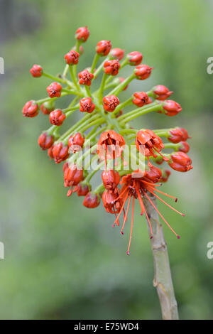 Flowering Natal Bottlebrush (Greyia sutherlandii), native to South Africa Stock Photo