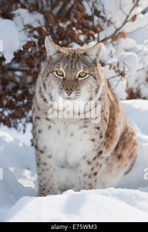 Eurasian Lynx (Lynx lynx) perched in the snow, captive, Thuringia, Germany Stock Photo