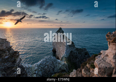 Coast with chalk cliffs and a seagull in flight, Étretat, Normandy, France Stock Photo