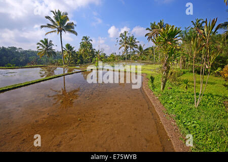 Rice terraces at Pura Gunung Kawi Temple, Bali, Indonesia Stock Photo