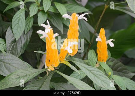 Lollipop Plant or Golden Shrimp Plant (Pachystachys lutea), native to China and Tibet, butterfly house, Forgaria nel Friuli Stock Photo