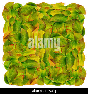 Big square from autumn leaves background. Nature textured  isolated collage Stock Photo