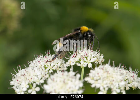 White-tailed Bumble Bee (Bombus lucorum), feeding on a flower, South Wales, Wales, United Kingdom Stock Photo