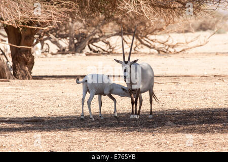 A Arabian Oryx (Oryx leucoryx). The Arabian oryx is a large white antelope, Almost totally extinct in the wild several groups ha Stock Photo