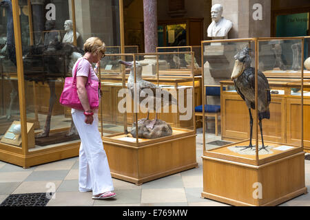 Woman looking at a stuffed Wandering Albatross, The Oxford National History Museum Stock Photo