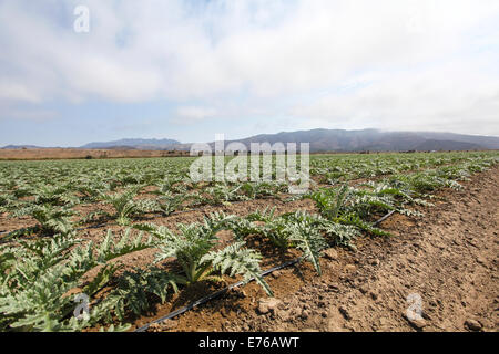 Organic farming using drip irrigation Photographed near Ojai California USA Stock Photo