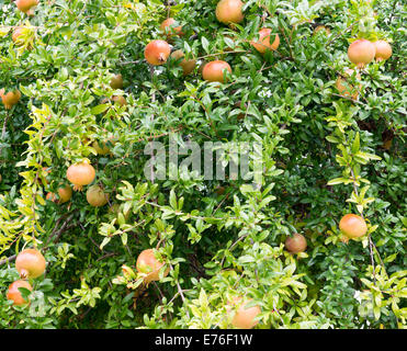 Pomegranate fruit ripening on a tree Stock Photo