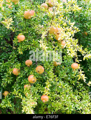 Pomegranate fruit ripening on a tree Stock Photo