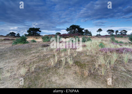 blue sky over sand dunes with flowers, Drenthe, Netherlands Stock Photo