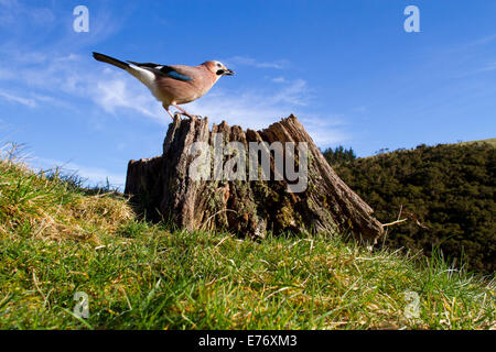 Eurasian Jay (Garrulus glandarius) adult collecting peanut bait from a tree stump. Powys, Wales. March. Stock Photo