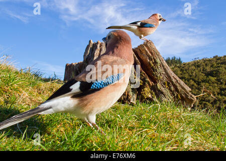 Eurasian Jay (Garrulus glandarius) adults collecting peanut bait from a tree stump. Powys, Wales. March. Stock Photo