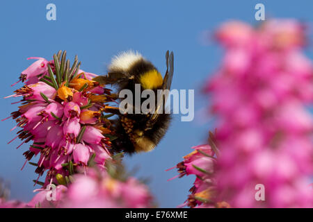 White-tailed Bumblebee (Bombus terrestris) queen feeding on Winter-flowering heather, Erica × darleyensis in a garden. Stock Photo