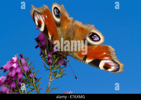 Peacock butterfly (Aglais io) adult feeding on Winter-flowering heather, Erica × darleyensis in a garden. Powys, Wales. March.