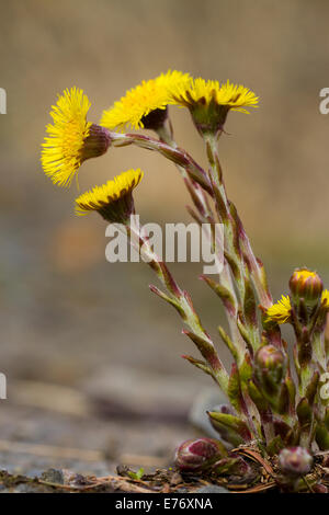 Coltsfoot (Tussilago farfara) flowering through old concrete. Powys, Wales. March. Stock Photo